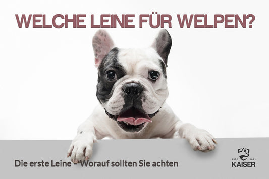 Hundeleine Welpen