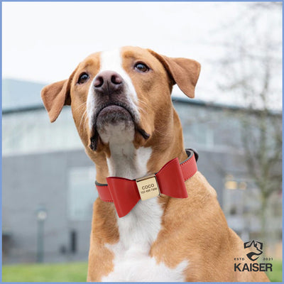 Hundehalsband mit Namen und Telefonnummer am deutschen Boxer Hund